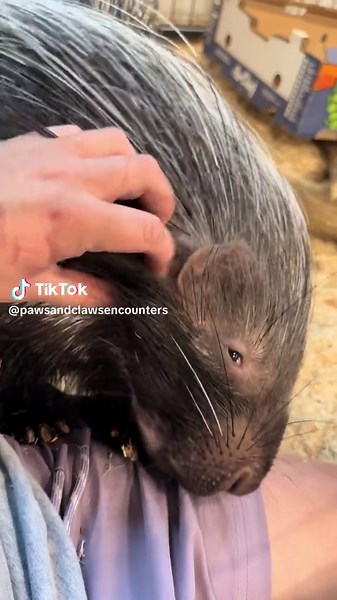 How to Safely Pet a Porcupine: Tips and Guidelines