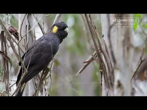 Yellow-tailed Black Cockatoo Call - Loud wailing sounds from a small flock