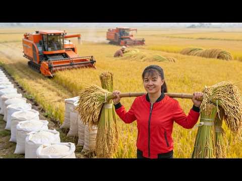 Helping Villagers Harvest 500KG of Rice | Heavy Autumn Rice Crop | Phương Farm Life