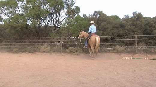 How to help a heavy horse get lighter. Enjoy this short lesson with Steve Halfpenny. Learn more at www.lighthandsequitation.com Enjoy a sneak peek of Steve's new movie here: https://www.stevehalfpenny.com/p/7mindocpreview | Light Hands Equitation