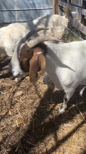 Here we go!!! The goat babies are starting to arrive!! #goat #goats #goatbaby #goatbabies #goatkid #goatkids #kid #nugget #nuggetgoat #lildude | The Heavy Metal Homesteader
