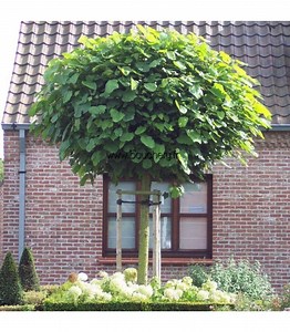 Catalpa Bignonioides Nana / Catalpa Boule