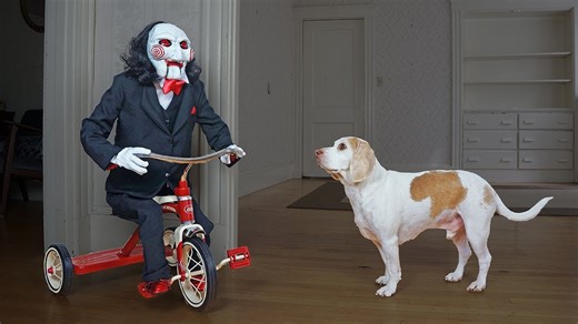 Dog meets Billy the Puppet in a Jigsaw prank