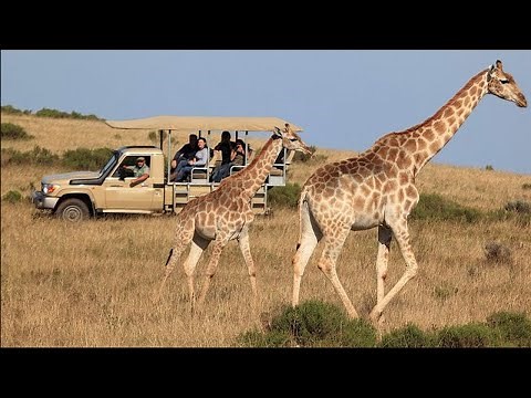 3-Day Garden Route Tour and Safari from Cape Town, South Africa
