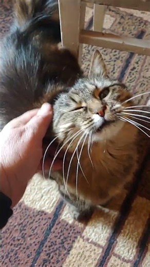 A very talkative cat talking to her owner