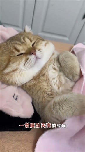 Cats' Morning Magic: Why They're So Friendly in the AM