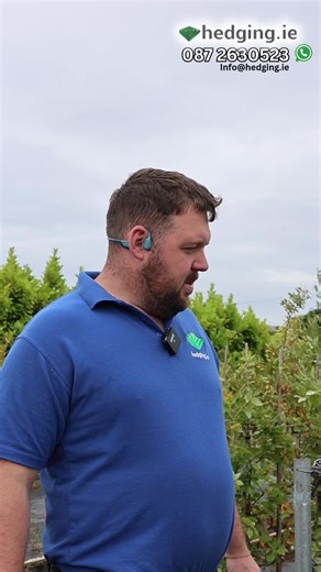 Evergreen Oak Trees: Popular Choices for Summer Planting