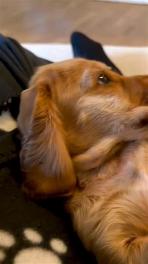 Cocker spaniel on Instagram: "🐷🧡 . Repost @cockerr.charlie ・・・ . #puppy #cockerspanielsofinstagram #fyp #dogsofinstagram #cute"
