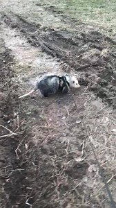 Tick hunting with Tillie😃 Possums are awesome animals in that they fend off ticks that carry Lyme disease. Studies suggest that opossums consume as many as 5,000 ticks in a single season but they can eat more if ticks are abundant. Opossums do not actively look for ticks. They just search for mice or other insects on the ground during which they come across ticks. Ticks will attack just about any animal that crosses their path. As they attack opossums the opossum eats all of them. Opossums are 