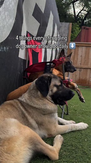 🎯 Struggling with your dog’s behavior? You’re not alone. Many dog owners feel like they’re stuck in a loop of frustration and confusion. But guess what? Small daily habits can make a BIG difference in just a few weeks. Here are 4 things every struggling dog owner should do DAILY ⬇️ 1️⃣ Set a consistent routine — Dogs thrive on structure. Stick to the same feeding, potty, and walk times to reduce anxiety. 2️⃣ Give them 10 minutes of training — Practice simple commands or manners to reinforce goo