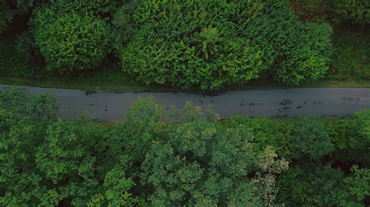 Trees, Forest, Woods. Free Stock Video