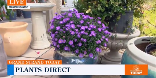 Plants Direct Nursery says now is the perfect time to plant