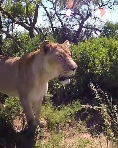 205K views · 953 shares | We’ve all seen the old MGM lion roaring at the beginning of our favourite movies. But is that really how lions roar? In our latest #WildlifeWednesday video let’s talk to Meg and get her opinion. #LionsRoaring #AskMeg #WildlifeWednesday | Kevin Richardson | Facebook