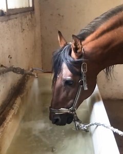 617K views · 10K reactions | Horse knows what it wants | Make-Up & Hair Tutorials | Facebook