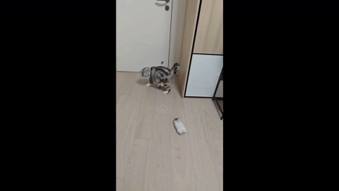 Hamster playfully chases cat around the room in Shanghai, China