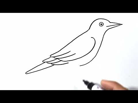 How to Draw a Mocking Bird Easy Step by Step jvart draw