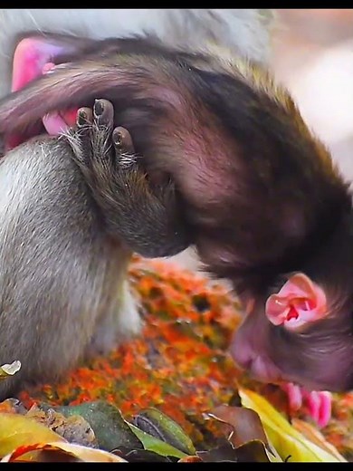 So Lovely baby monkey moments in mom's hands #babymonkey #babymonkeys #cute #animallife