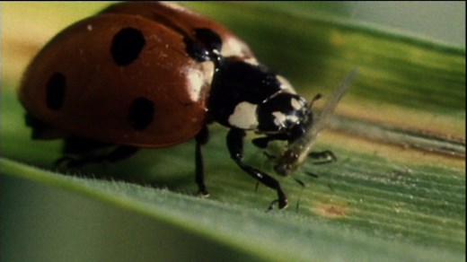 Different types of beetles