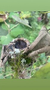 Maya Mountain Research Farm on Reels
