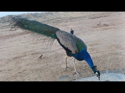 Peacock Fight Caught on Camera 🦚🔥