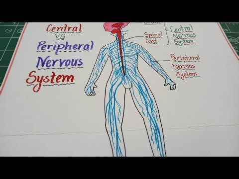 Central vs Peripheral Nervous System (CNS vs PNS) Explained with Diagram | Easy Biology