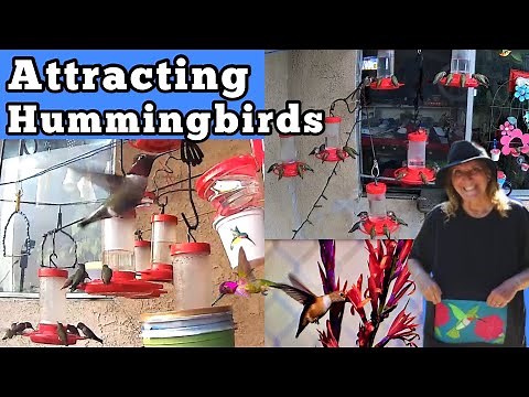 How to Attract Hummingbirds FAST to Hummingbird Feeder & Garden w￼/ DIY Nectar Recipe Flowers Water