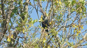 A Tui bird feeding from a Kowhai tree