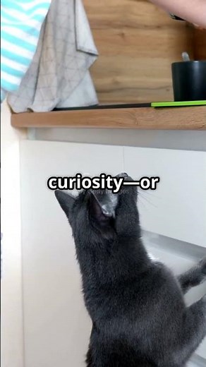 Cats Standing Up: The Ultimate Cuteness Overload!