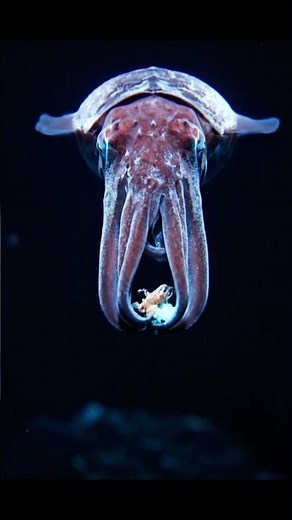 Glow-in-the-Dark Vampire Squid Hunting