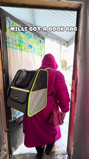 So cutesy 🤣🥰 #fyp #lissdabaddest #dogmom #dogsoftiktok #cavapoo | dog