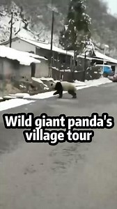 58K views · 1K reactions | A wild sub-adult giant panda safely returned to its habitat in a nature reserve in Meigu County, SW China's Sichuan, after briefly wandering into a nearby village, possibly searching for a mate or new food sources, officials said. #panda #China | China Xinhua News | Facebook