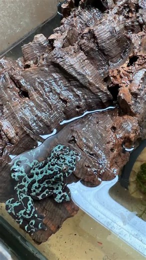 Urban Fauna Reptiles | We have Fire Bellied Toad tadpoles! #firebelliedtoad #bombinaorientalis #toad #frog #tadpole | Instagram