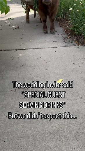 Have you ever had cocktail hour entertainment featuring a BEER STEER?! Life-changing. Give your guests a first-experience they’ll never forget! Follow @sparrowhillbeverageburros for more beer steers and other adorable servers 💖 #beersteer #beverageburro #weddingentertainment #weddingdayfun #coloradowedding #farmlife #invitations #weddingplanners #weddingidea | Sparrow Hill Beverage Burros