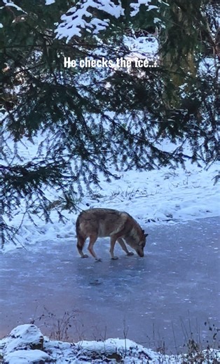 Wolf investigates the frozen pond 🐺 Stay with me so you don’t miss new videos 🔔 If you enjoy real wolf moments, you can support the channel 🐺 PayPal email in bio #wolf #wildlife #nature #animals