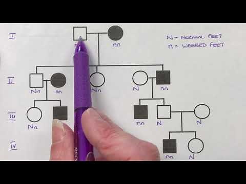 Genotypes from Pedigrees RH21