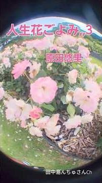 【人生花ごよみ】, 原田悠里 #昭和歌謡
