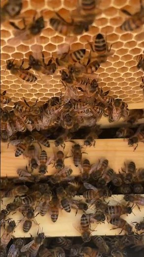 Inside the Hive: Native British Black Bees Hard at Work collecting and storing honey 🍯 #blackbees