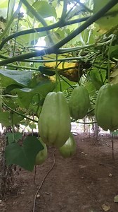 #chayote farming details | farmers corner