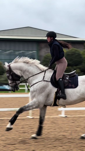 Beautiful Dapple Grey Horses in Equestrian Jumping