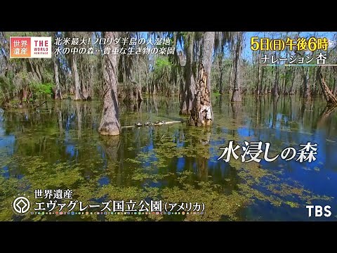 『世界遺産』9/5(日) 北米最大 フロリダ半島の大湿地帯 〜 エヴァグレーズ国立公園 ～【TBS】