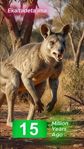 See the Evolution of Kangaroos