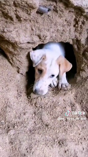 mr. virus_official (@mr._virus_official)’s videos with original sound - ᐯ丨卄卂丂☠️