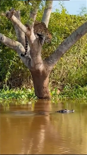 Amazon’s Top Predator Strikes — Jaguar vs Caiman #documentary #lion #nature