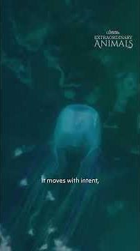 The venomous box jellyfish!