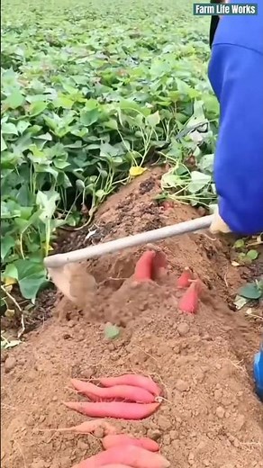 🍠⛏️ Long-Handled Garden Hoe for Sweet Potato Ridge Harvesting