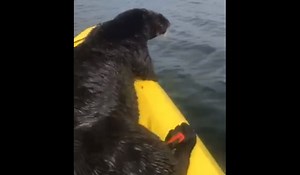 Video: Sea Otter Commandeers Woman's Kayak and Hitches a Ride | OutdoorHub