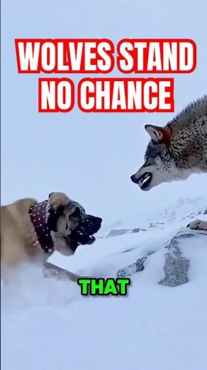 The Collar That Protects Dogs from Wolf Attacks