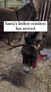 Santa's littlest reindeer has arrived at The Red Barn Farm. THIS YEAR WE ARE SUPPORTING the MARINE CORPS TOYS FOR TOTS! Bring an unwrapped gift and receive a free animal food cup (ends December 9) Bring your children to see Santa at his workshop and don’t forget your camera! Children will create their Christmas list and personally give it to Santa while they sit on his lap! All children may decorate a Christmas cookie, hand-feed the barnyard animals and pose for pics with Santa’s littlest 𝘸𝘢𝘯