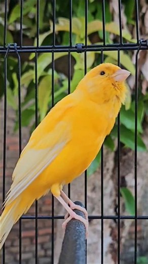 his body is like a carrot | sounds of nature #animals #birds #nature