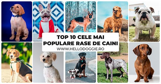 TOP 10 Cele Mai Populare Rase de Caini
